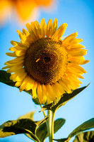 Reese Family :: Sunflowers