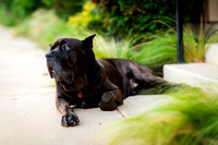 Tabitha & Rocket :: Cover Shoot